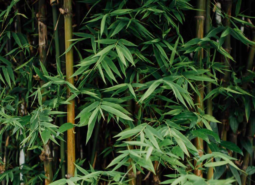 dark green bamboo leaves